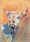 La vache blanche 62/82 olieverf/pastel (Verkocht)